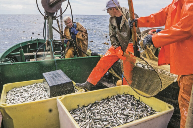 No “Rēveles ķilavām” līdz “Rīgas šprotēm” – brētliņas uzvaras gājiens