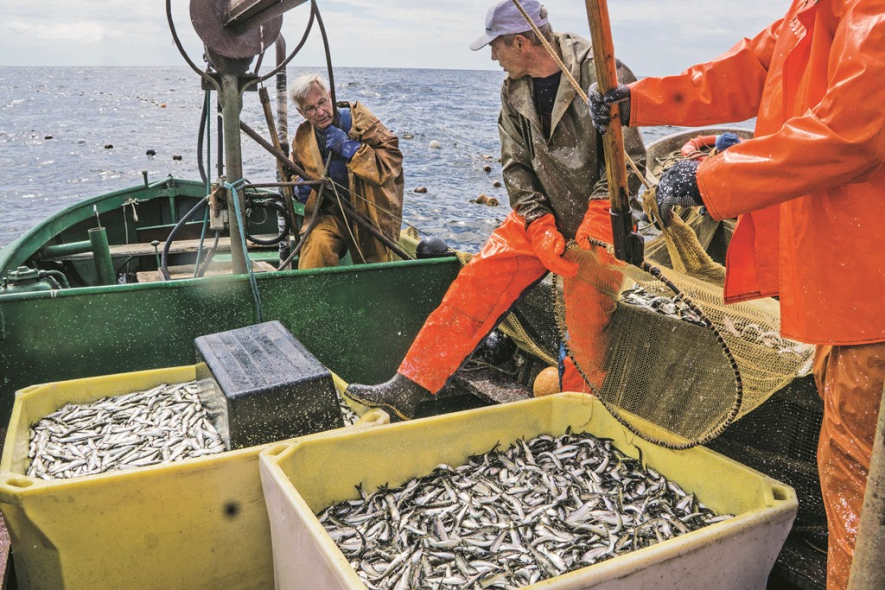 No “Rēveles ķilavām” līdz “Rīgas šprotēm” – brētliņas uzvaras gājiens
